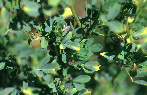 alfalfa turning yellow from leafhopper 