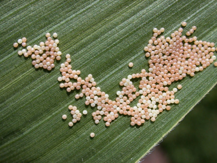 western bean cutworm egg mass