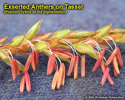 exserted anthers on tassel