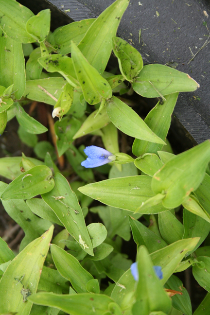 asiatic dayflower