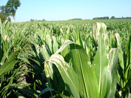 rootworm beetle feeding