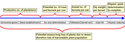 timing of yield component