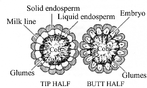 line drawing of corn tip half and butt half