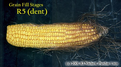 grain fill stages R5 dent