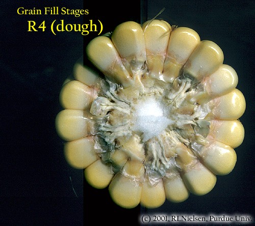 grain fill stages R4 dough