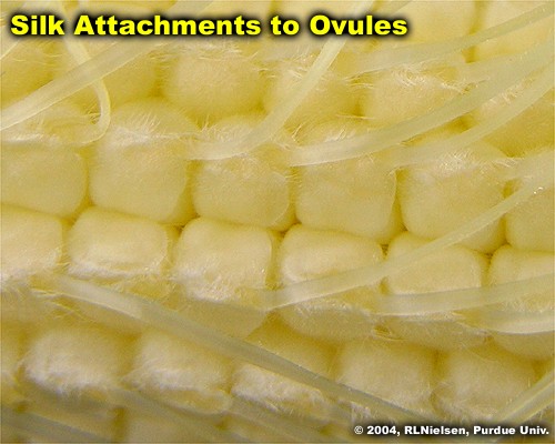 silks attached to ovules on ear shoot