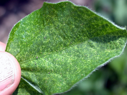 spider mite feeding