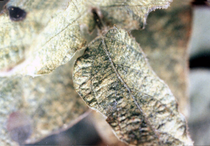 spider mite damage