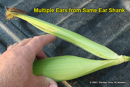 attachment of second ear to lower node of ear shank