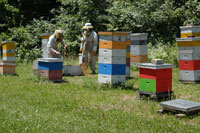 beekeepers inspecting hives