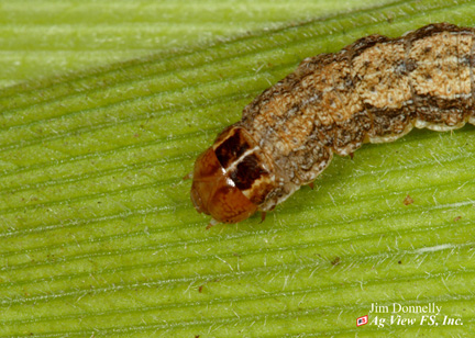 Western bean cutworm larva head