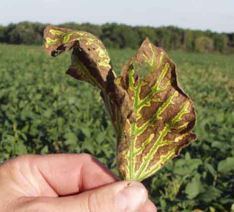 leaf with typical interveinal necrosis