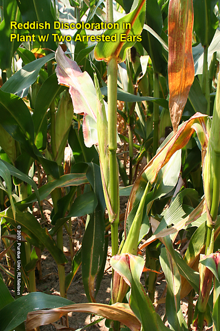 reddish discoloration in plant w/ two arrested ears