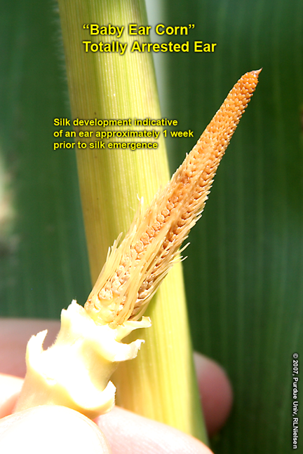 baby ear corn, totally arrested ear