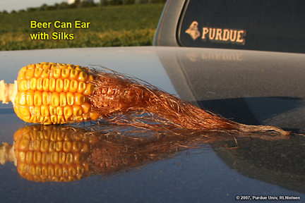 beer can ear with silks