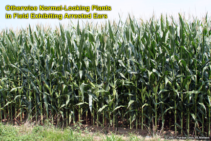 otherwise normal-looking plants in field exhibiting arrested ears