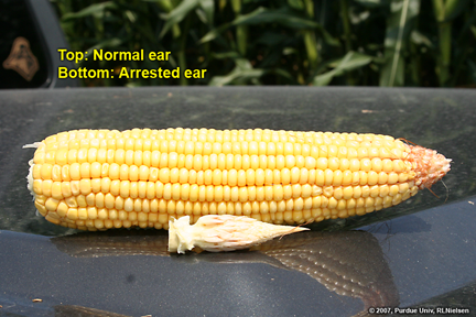 top: normal ear, bottom: arrested ear