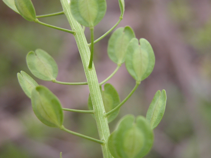 Field pennycress cotyledons