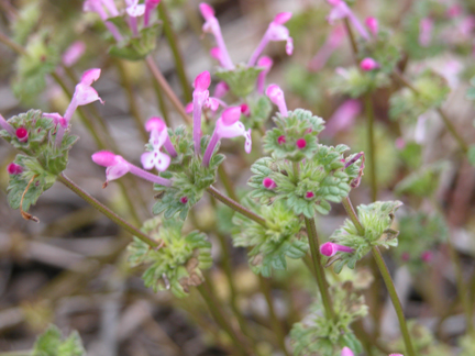 henbit cotyledons