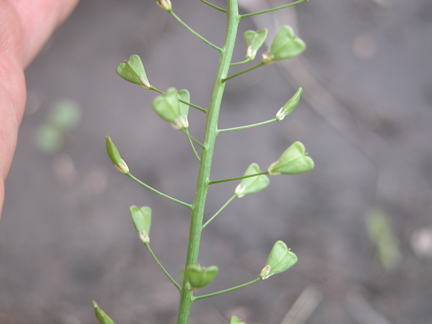 Shepherd's-purse cotyledons