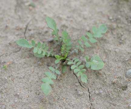 small-flowered bittercress