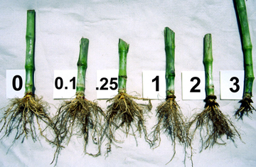 nodal injury scale, 0-3