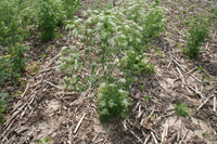 poison hemlock in a row crop field