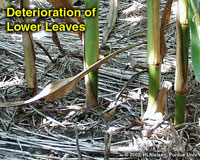 deterioration of lower leaves