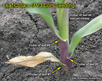 leaf collars of damaged V3 seedling