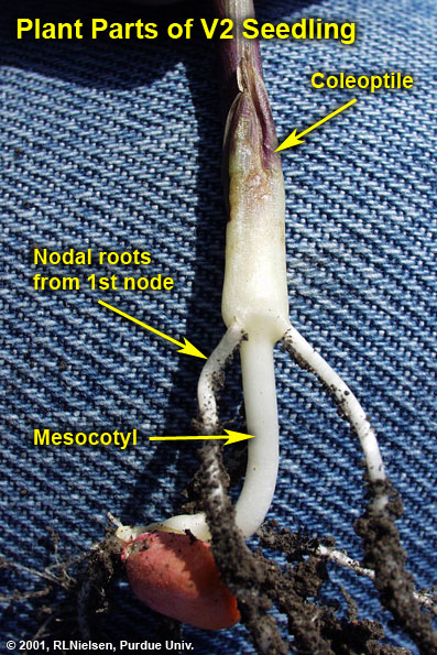 plant parts of V2 seedling