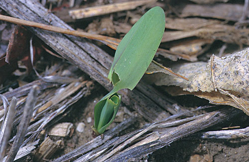 leaf feeding