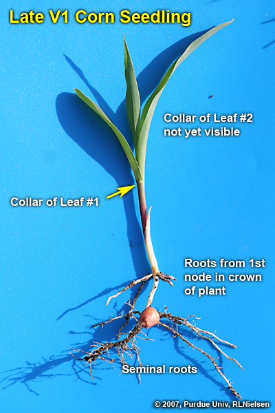 Late V1 corn seedling