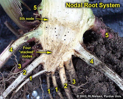 Nodal root system