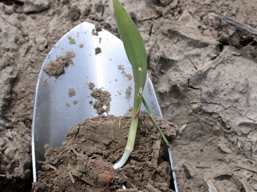 cutworm leaf feeding and inidial cutting