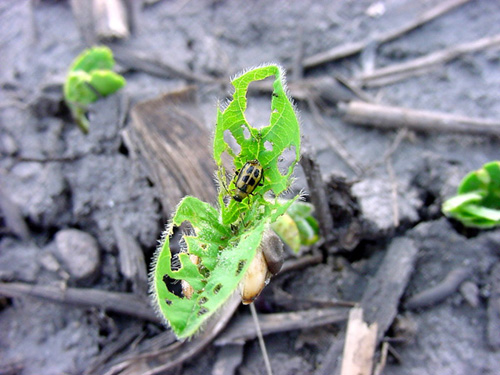 early bean leaf beetle feeding