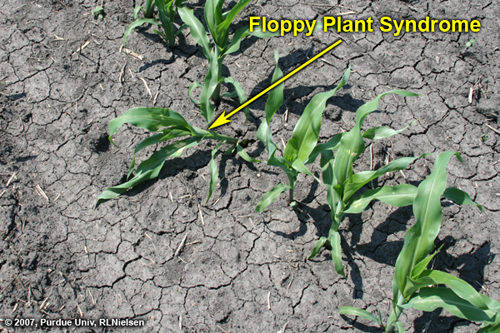 floppy corn syndrome