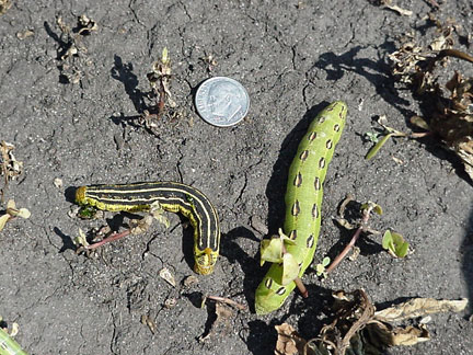 sphinx moth caterpillars (hornworms) looking for food