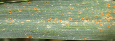 leaf rust