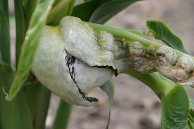 older gall on lower stem of  a susceptible hybrid. Black spores are starting to break through the white covering.