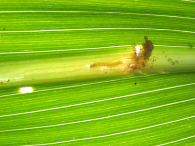 corn borer in the midrib will soon borrow into the stalk