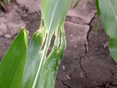 different sizes of rootworm larvae