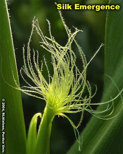 silk emergence