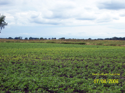 soybean field infested with SCN