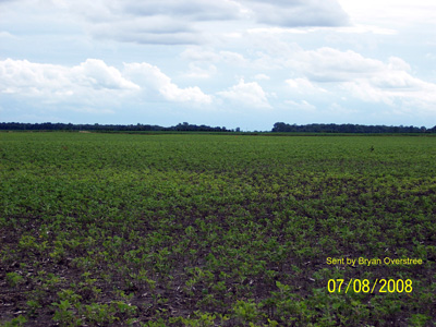 soybean field infested with SCN