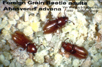 foreign grain beetle