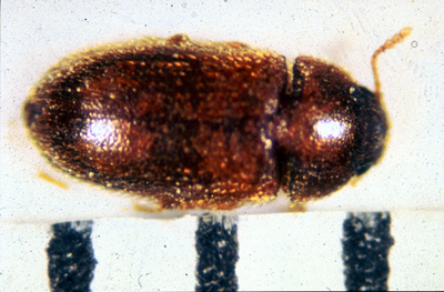 hairy fungus beetle