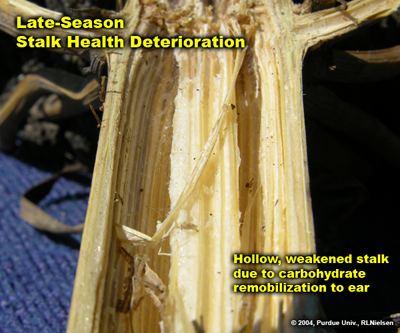 late season health deterioration