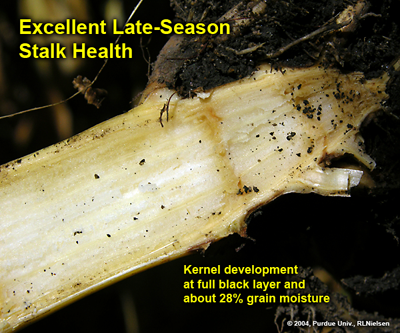 excellent late season stalk health