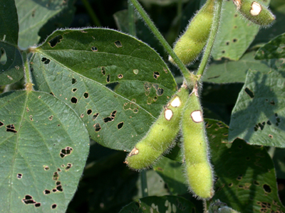 Scarred pods and leaf defoliation