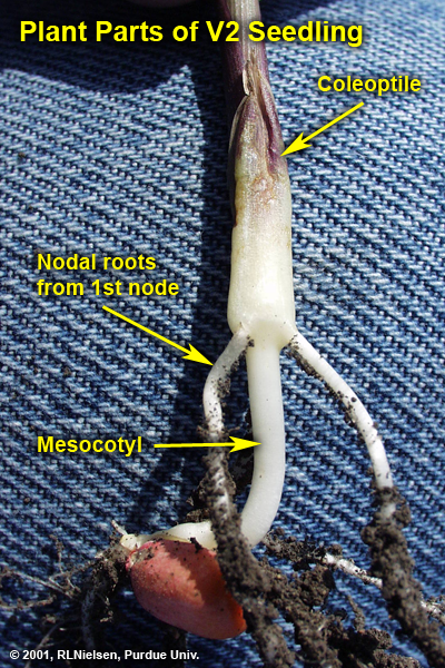 Plant Parts of V2 Seedling